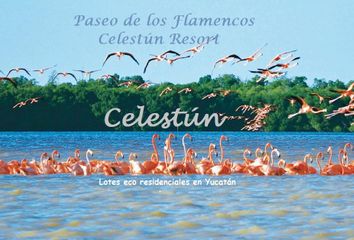 Lote de Terreno en  Celestún, Yucatán