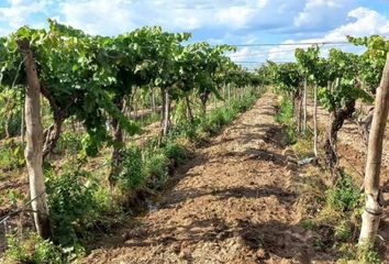 Quinta/Finca en  Rivadavia, Mendoza