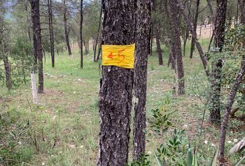 Lote de Terreno en  Ejidal, Arteaga, Arteaga, Coahuila