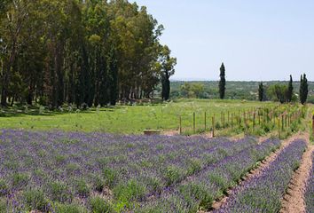 Lote de Terreno en  Arcos De San Miguel, San Miguel De Allende