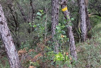 Lote de Terreno en  Ejidal, Arteaga, Arteaga, Coahuila