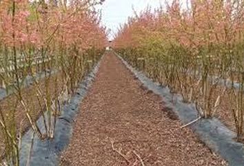 Parcela en  Yerbas Buenas, Linares