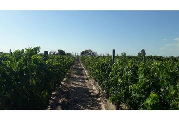 Quinta/Finca en  Santa Rosa, Mendoza