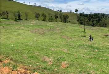 Lote de Terreno en  Colón, Medellín