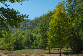 Parcela en  Romeral, Curicó