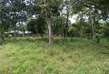 Lote de Terreno en  Pino Pardo, Popayán