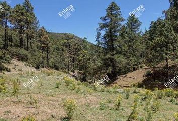 Lote de Terreno en  Arteaga, Arteaga, Arteaga, Coahuila