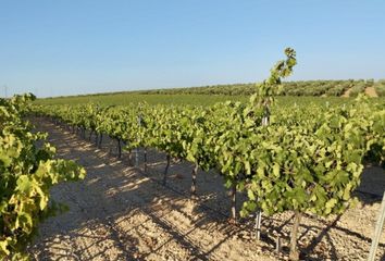 Terreno en  Solana De Los Barros, Badajoz Provincia