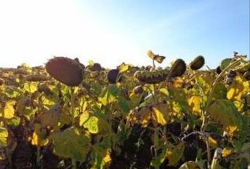 Terrenos en  La Carlota, Córdoba