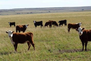 Terrenos en  General Acha, La Pampa