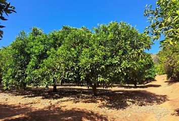 Terreno en  Carcaixent, Valencia/valència Provincia