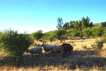 Parcela en  Marchihue, Cardenal Caro