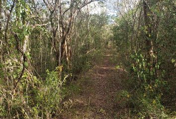 Lote de Terreno en  Cuzamá, Yucatán