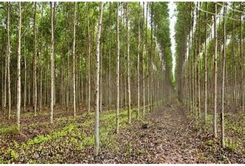 Terreno en  Silleda, Pontevedra Provincia