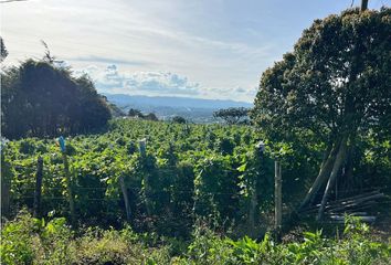 Lote de Terreno en  El Carmen De Viboral, Antioquia