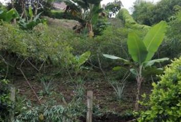 Lote de Terreno en  Palestina, Caldas