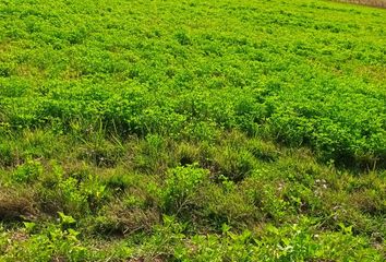 Parcela en  Yerbas Buenas, Linares