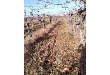 Quinta/Finca en  Rivadavia, Mendoza