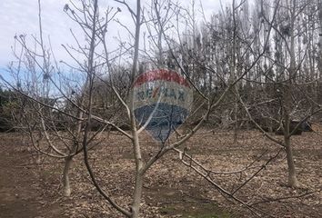 Parcela en  María Pinto, Melipilla