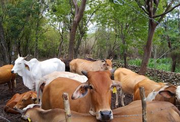 Rancho en  Calle 27 196, Espita, Yucatán, 97730, Mex