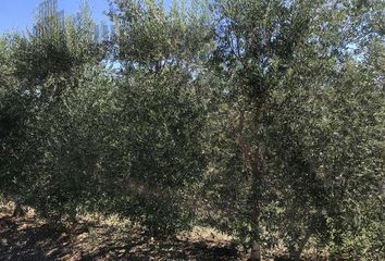 Terreno en  Carmona, Sevilla Provincia