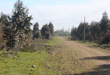 Parcela en  Quillón, Ñuble (región)