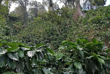 Rancho en  Avenida Primera S, De Guadalupe, La Concordia, Chiapas, 30360, Mex