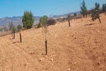 Terreno en  Fuente Alamo, Murcia Provincia