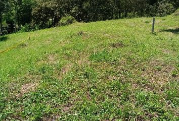 Lote de Terreno en  Palestina, Caldas