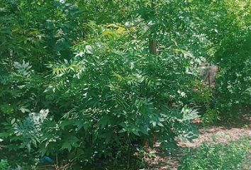 Lote de Terreno en  Barrio Macuyu, Parras
