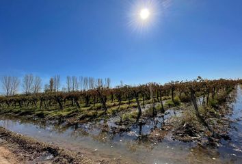 Terrenos en  Las Violetas, Mendoza