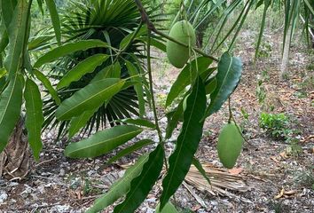 Lote de Terreno en  Colonia Benito Juárez, Cancún, Quintana Roo