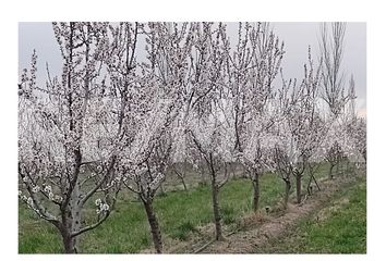 Terrenos en  Cinco Saltos, Río Negro