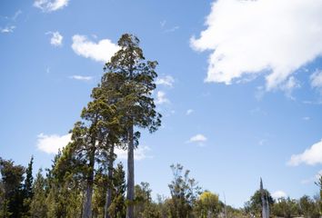 Parcela en  Los Muermos, Llanquihue