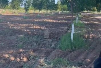 Rancho en  Pedro Meoqui, Chihuahua