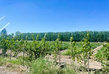 Terrenos en  San Carlos, Mendoza