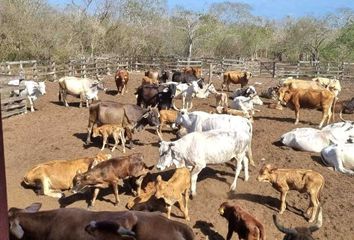 Rancho en  Pueblo Santo Domingo, Buctzotz