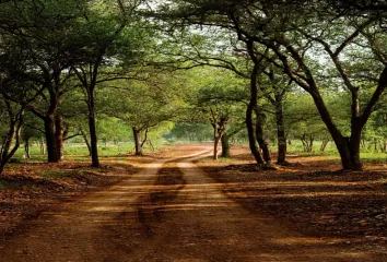Lote de Terreno en  Carretera Montemorelos - Rayones, El Naranjo, El Pastor, Montemorelos, Nuevo León, México