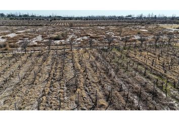 Quinta/Finca en  Rivadavia, Mendoza