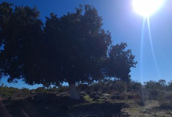 Lote de Terreno en  Luis Echeverría Álvarez-santa Lucía, Tecate, Baja California, Mex