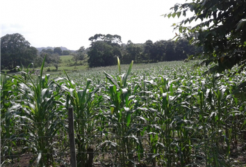 Lotes y Terrenos en  Altos Del Bayano, Chepo