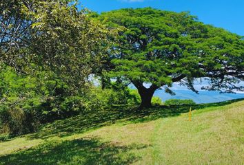 Lote de Terreno en  763017, Andalucía, Valle Del Cauca, Col