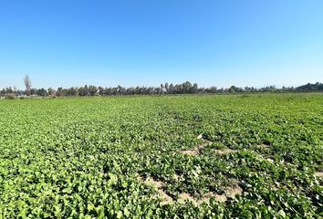 Parcela en  Colina, Chacabuco