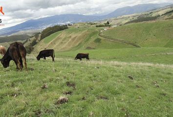 Hacienda-Quinta en  Natalia Jarrín, Cayambe, Ecuador