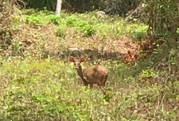 Lote de Terreno en  Puerto Morelos, Quintana Roo