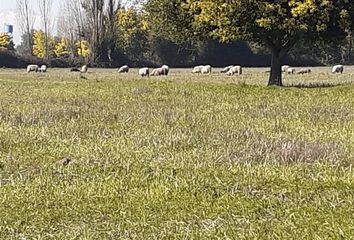 Parcela en  San Carlos, Ñuble (región)