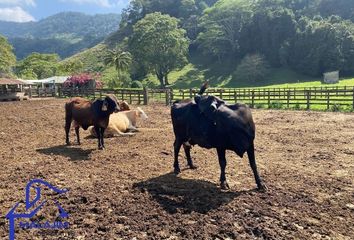 Rancho en  Berriozábal, Chiapas, Mex