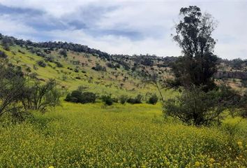 Parcela en  Colina, Chacabuco