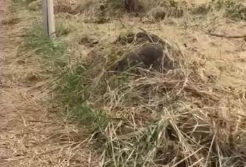 Lote de Terreno en  El Centro, Cúcuta