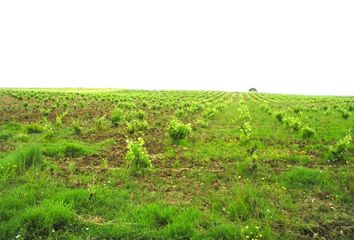 Terreno en  Puebla De Sancho Perez, Badajoz Provincia